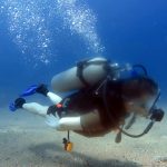 New whale species discovered