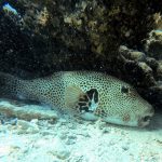 giant pufferfish