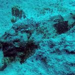 bearded scorpionfish