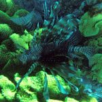 devil lionfish