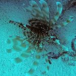 devil lionfish