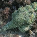 devil_scorpionfish