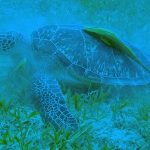 green turtle