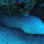 grey moray