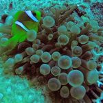 red sea anemonefish