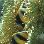 red sea bannerfish