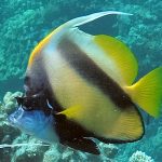 red sea bannerfish