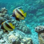 red sea bannerfish